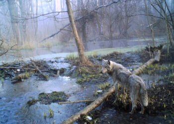 Pas 40 vitesh në Çernobil/ Natyra ka pushtuar atë që lanë njerëzit (PAMJE TE RRALLA)