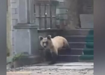 Ariu futet në një objekt të shenjtë në Devoll dhe shkatërron çfarë gjen përpara!